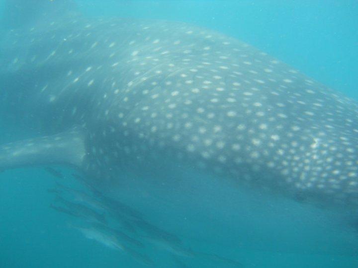 An amazing experience... Up close and personal with a Whale Shark in the Indian Ocean :o)