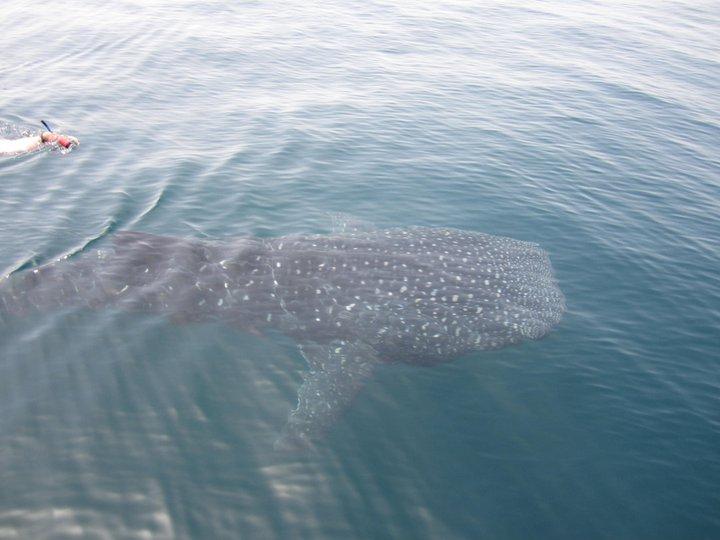 My buddy swimming with the Whale Shark 