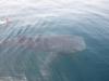 My buddy swimming with the Whale Shark 