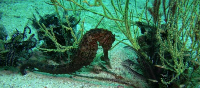 Seahorse at Ras Lima, Musandam