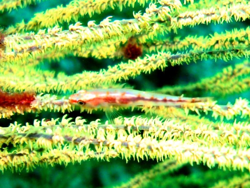 Macro Shot on Green Whipgrass, Ras Sarkan, Musandam