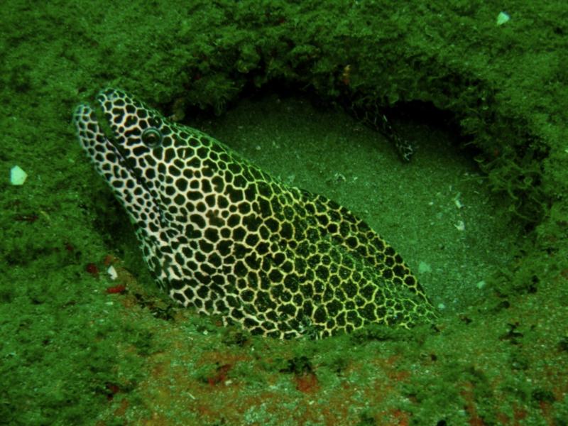 Honeycomb Moray hiding in part of the Inchcape 1 Wreck