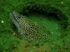 Honeycomb Moray hiding in part of the Inchcape 1 Wreck