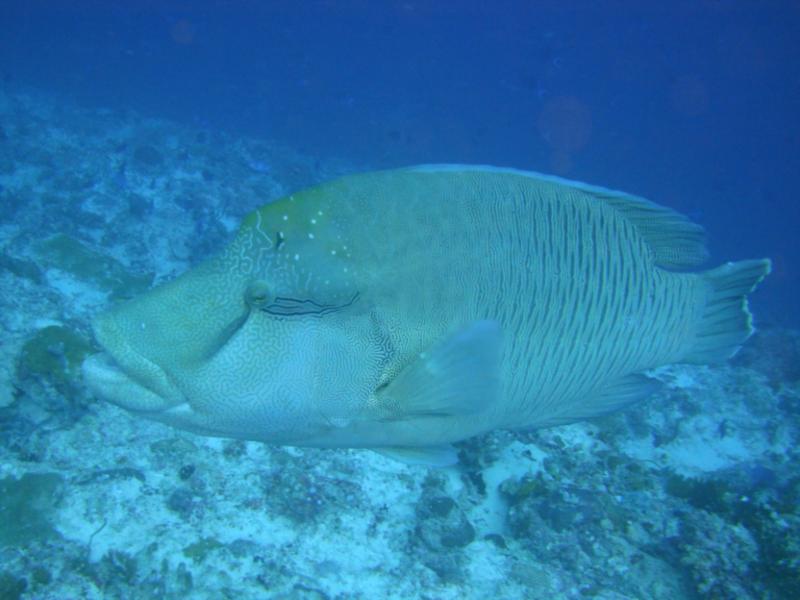 Giant Napolean Wrasse came to say hello in Maldives