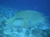 Giant Napolean Wrasse came to say hello in Maldives