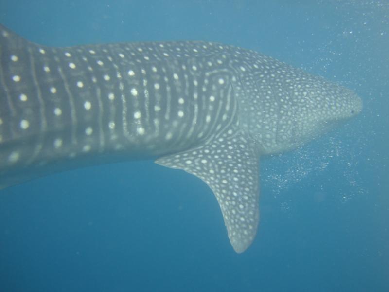 One of the Whale Sharks we were lucky enough to dive with in Maldives :oD