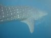 One of the Whale Sharks we were lucky enough to dive with in Maldives :oD