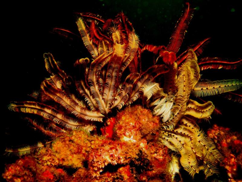 Underwater Fire... More colourful Crinoids on the wreck