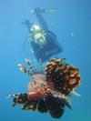 My Buddy & Friendly Lion Fish on a Safety Stop