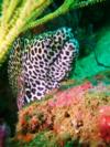 Honeycomb Moray at Ras Lima, Musandam