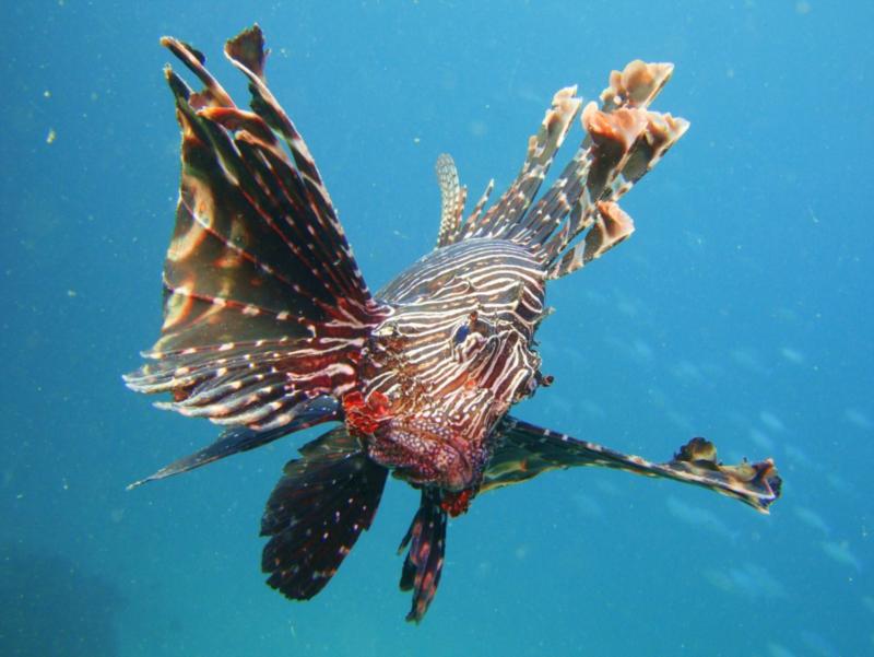 Lion Fish, Ras Lima