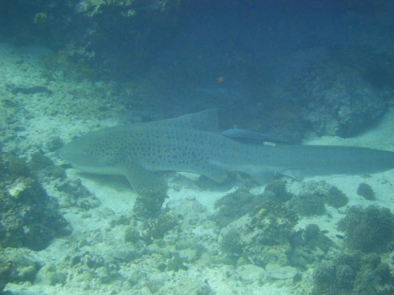 Leopard Shark, Daymaniyat Islands, Oman