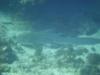 Leopard Shark, Daymaniyat Islands, Oman