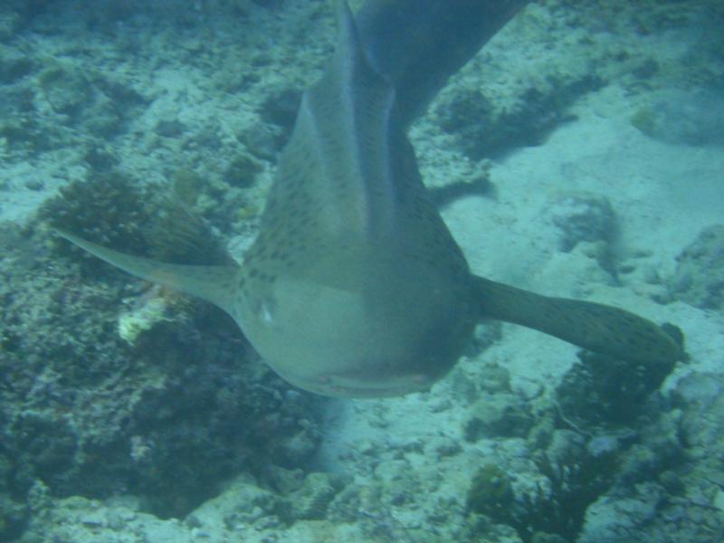 Leopard Shark came to smile for the camera, Daymaniyat Islands