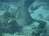 Leopard Shark came to smile for the camera, Daymaniyat Islands