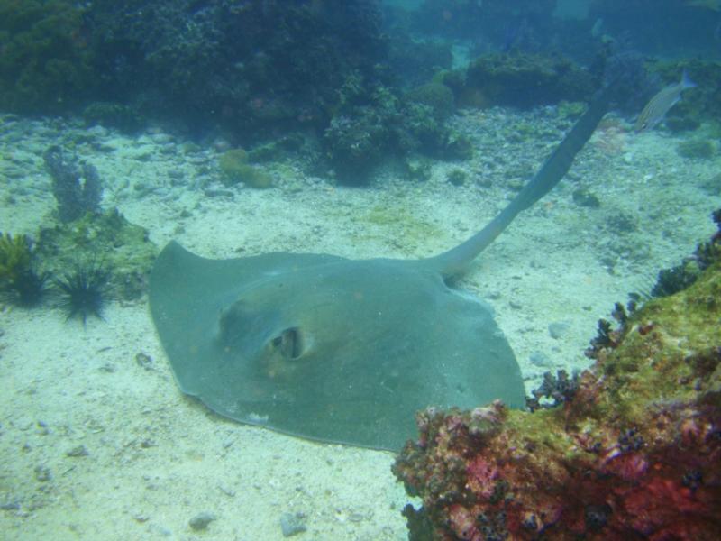 Giant Cowtail Ray, Daymaniyat Islands, Oman