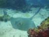 Giant Cowtail Ray, Daymaniyat Islands, Oman