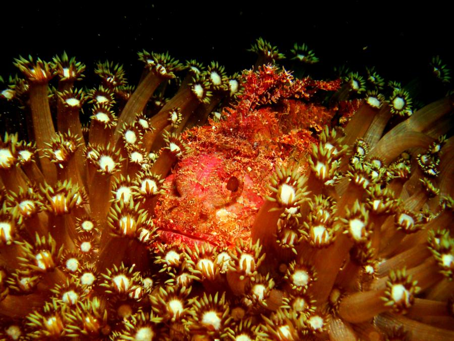 Scorpion Fish in bed of Daisy Corals, Musandam