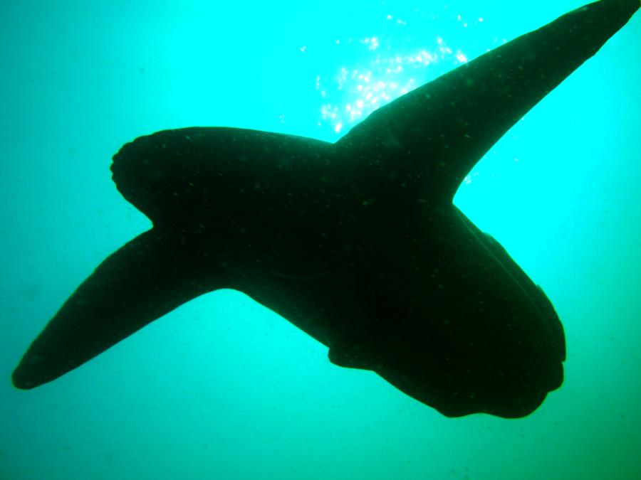 Mola Mola Sunfish in Oman... A completely unexpected sighting :oD