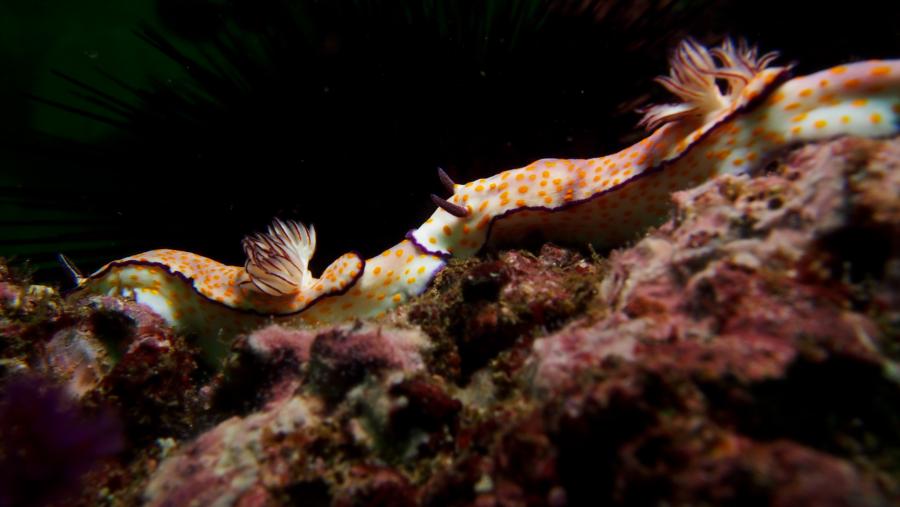 Nudibranch on Octopus Rock, Musandam