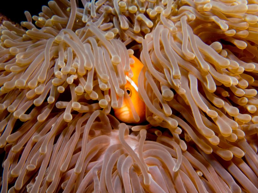 Nemo, Vilamendhoo Reef - Maldives