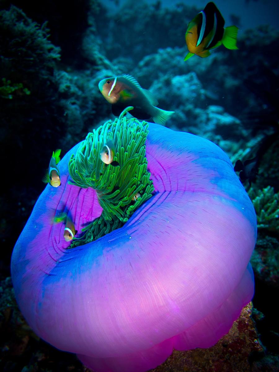 Vilamendhoo, Maldives