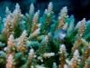 Reef Fish, South Ari Atoll Maldives