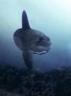 Mola Mola in Ras Sannut, Musandam