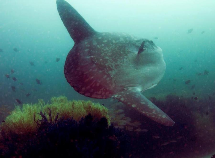 Mola Mola in Ras Sannut, Musandam