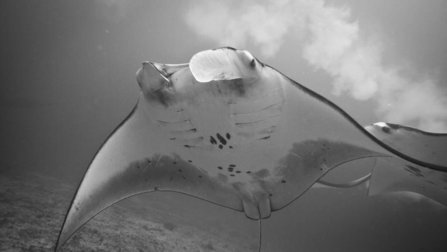 Manta Alley, South Komodo