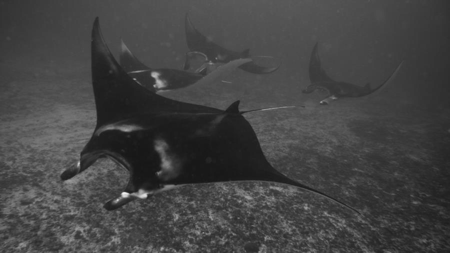 Manta Alley, Komodo