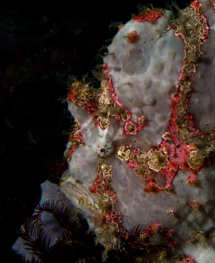 Frog Fish, Cannibal Rock - Komodo