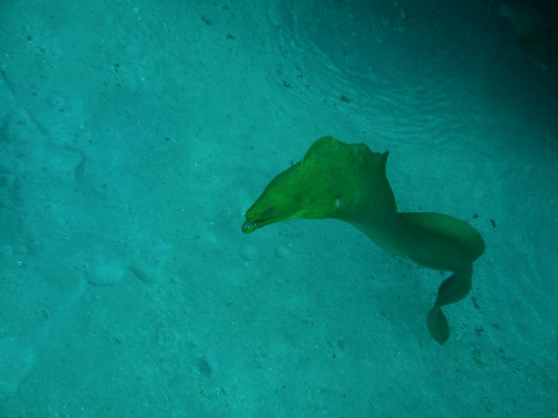 Green Moray Eel