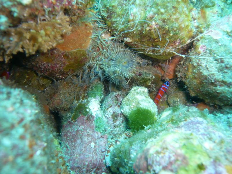 Feather Dusters & Blue-Banded Goby