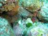 Feather Dusters & Blue-Banded Goby