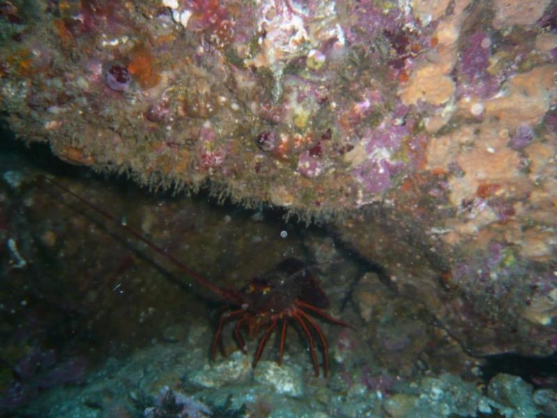 Spiny Lobster