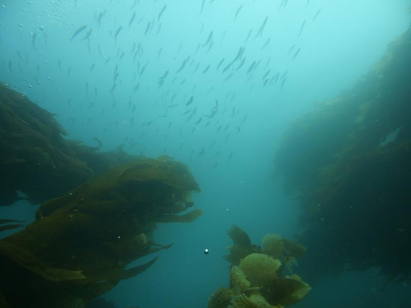 Looking up through a column of kelp