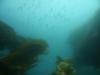 Looking up through a column of kelp