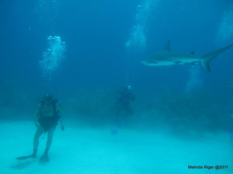 Shark with a Shark