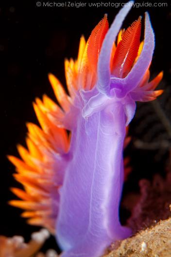 Spanish Shawl - Laguna Beach, CA