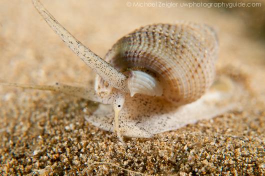 Mud Snail - Palos Verdes, CA