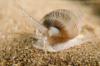 Mud Snail - Palos Verdes, CA