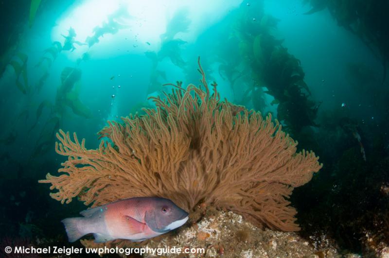 Sheephead and gorgonian - Catalina Island, CA