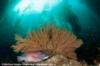 Sheephead and gorgonian - Catalina Island, CA