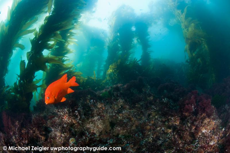 Garibaldi in the kelp - Catalina Island, CA