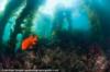 Garibaldi in the kelp - Catalina Island, CA