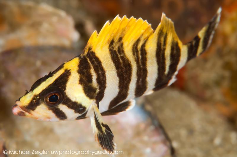 Juvenile Treefish - Laguna Beach, CA