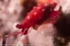 Simnia snail - Anacapa Island, CA