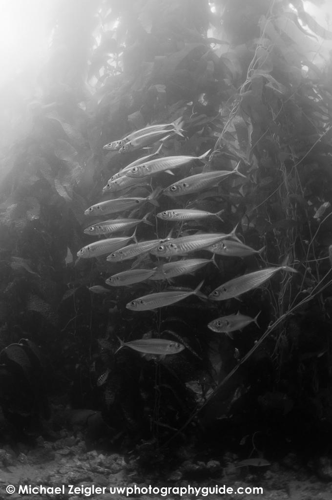 Schooling mackeral - Catalina Island, CA