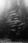 Schooling mackeral - Catalina Island, CA